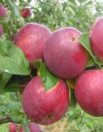 Подвой Яблоня 62-396
Подвой Яблоня 62-396