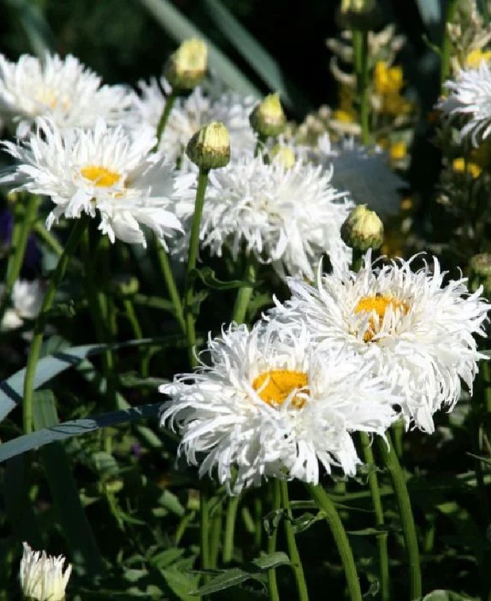 Нивяник Крейзи Дейзи ASF 1 шт Р9
Нивяник Крейзи Дейзи ASF 1 шт Р9