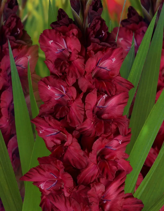 Гладиолус Пьяная вишня 1 уп. (3 шт.)
Гладиолус Пьяная вишня 1 уп. (3 шт.)