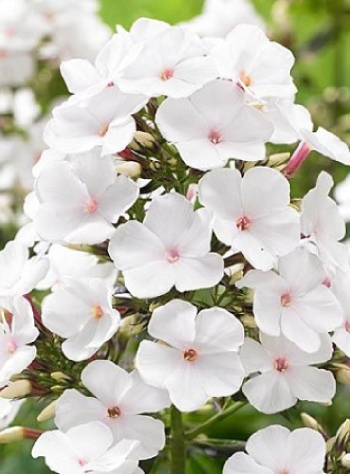 Флокс Попай
Флокс Попай