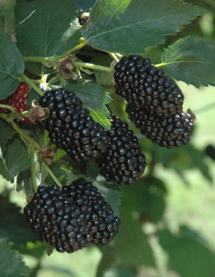 Ежевика Фридом
Ежевика Фридом