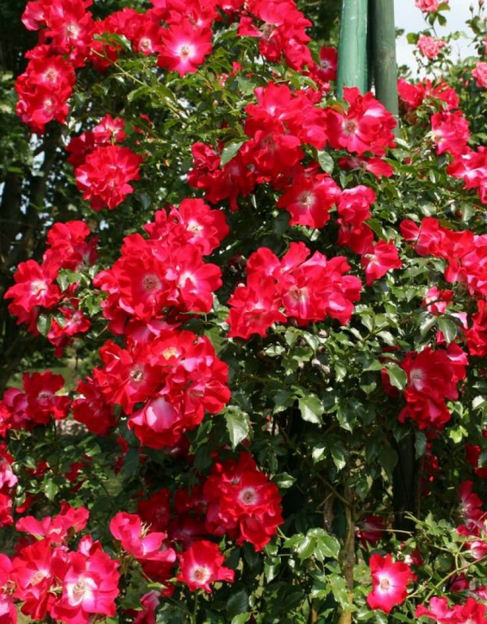 Роза плетистая Дортмунд
Роза плетистая Дортмунд