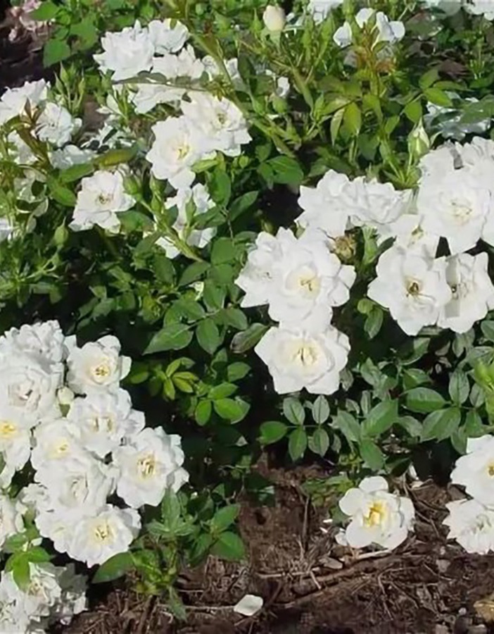 Роза миниатюрная Уайт Джем
Роза миниатюрная Уайт Джем