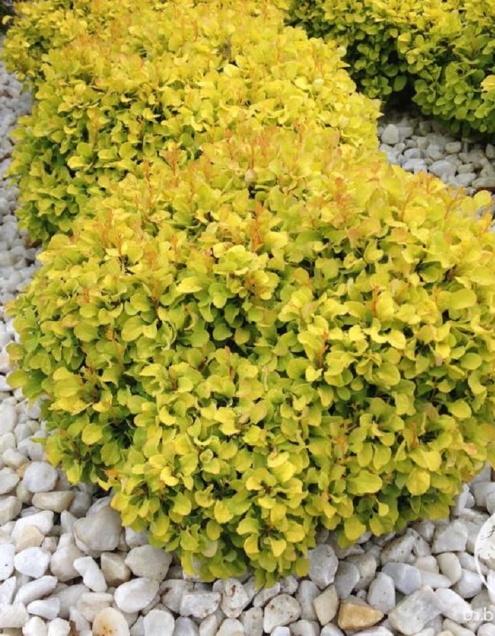 Барбарис Тунберга Голдалита 1 шт Р9
Барбарис Тунберга Голдалита 1 шт Р9