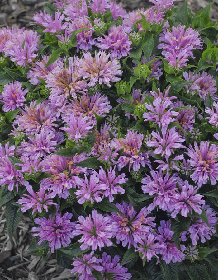 Монарда Махровая сказка ASF 1 шт Р9
Монарда Махровая сказка ASF 1 шт Р9