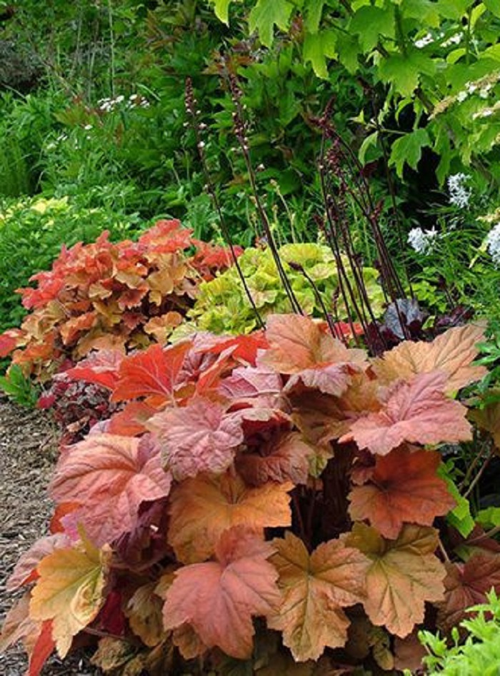 Гейхера Соузен Комфорт ASF Р9
Гейхера Соузен Комфорт ASF Р9