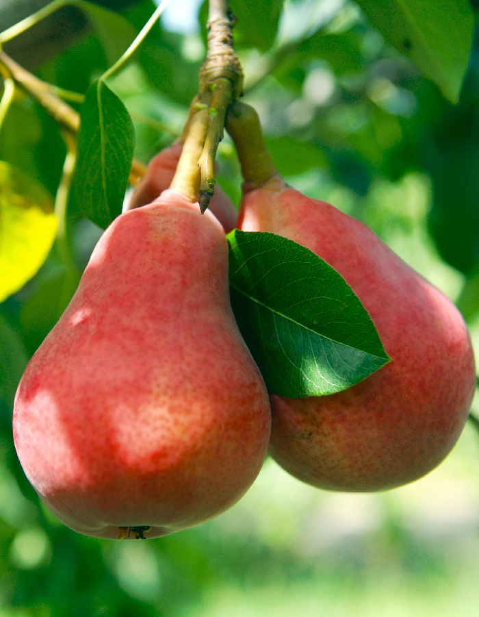 Груша Удачная Флакенберга 1шт
Груша Удачная Флакенберга 1шт