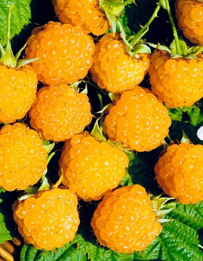 Малина ремонтантная Золотая осень
Малина ремонтантная Золотая осень