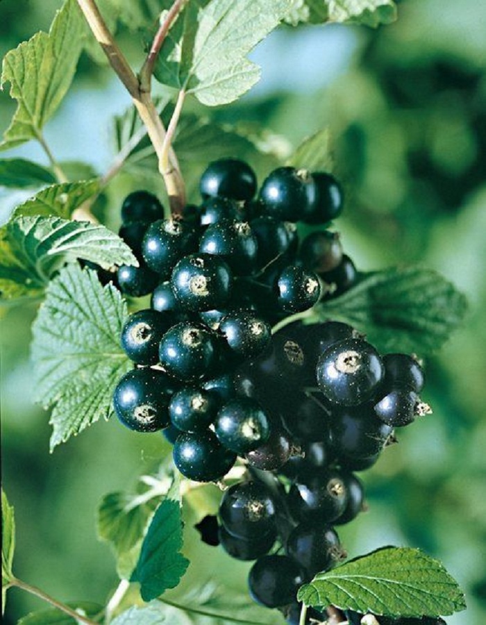 Смородина черная Деликатес
Смородина черная Деликатес