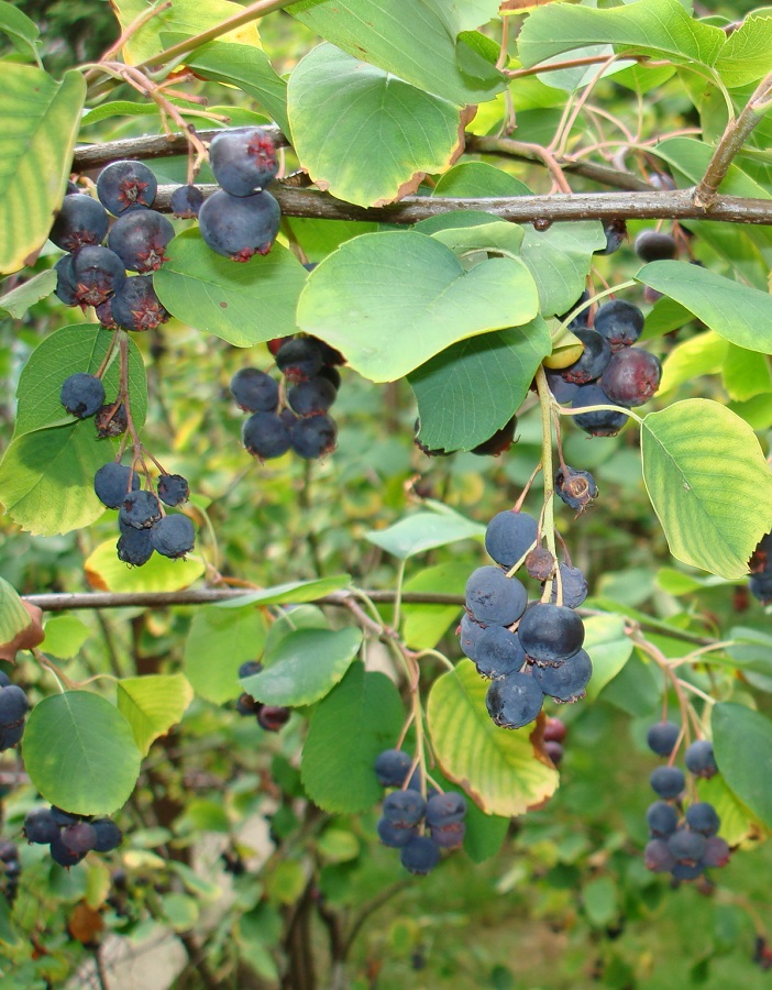 Ирга канадская Смоки
Ирга канадская Смоки