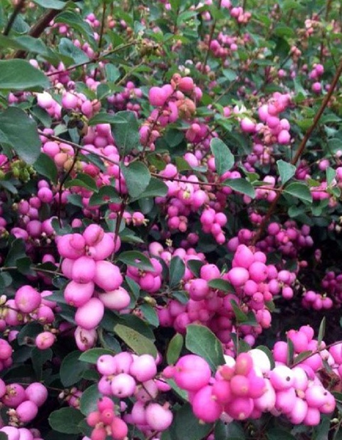 Снежноягодник Доренбоза Мэджик Берри 1шт Р9
Снежноягодник Доренбоза Мэджик Берри 1шт Р9