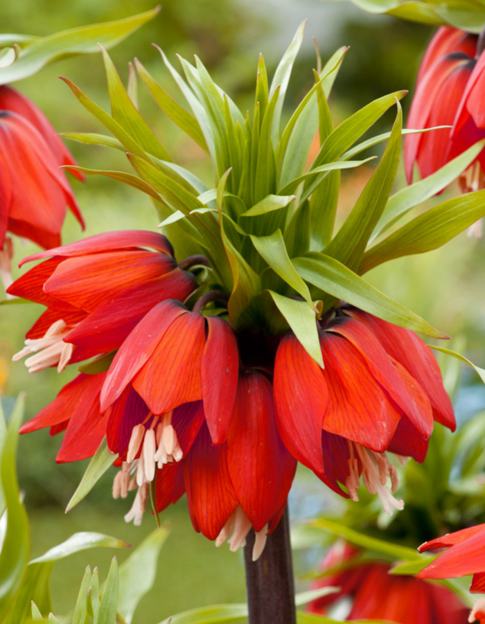 Фритиллярия Рубра 1 шт.
Фритиллярия Рубра 1 шт.