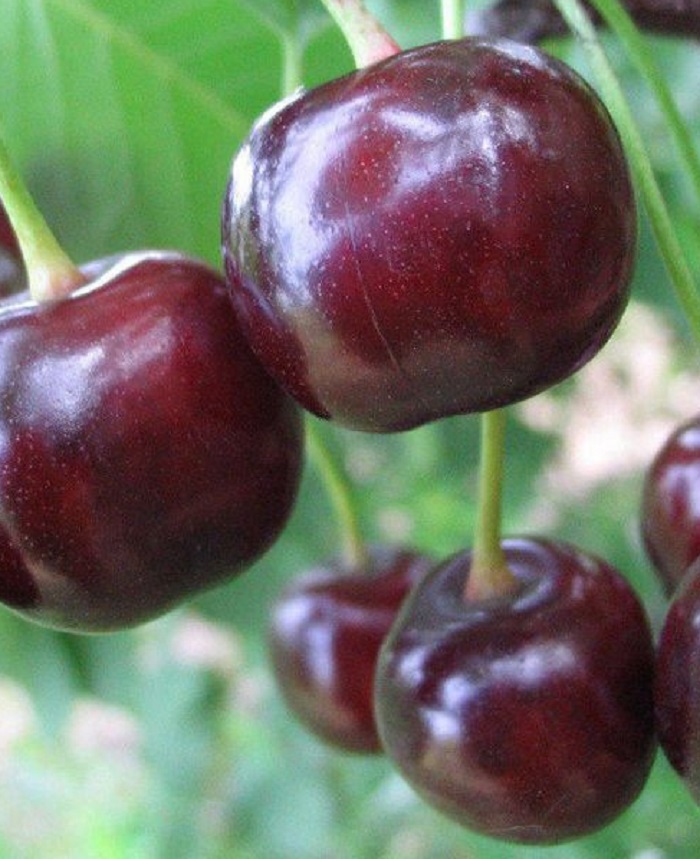 Вишне-черешневый гибрид (ВЧГ) Крепкая
Вишне-черешневый гибрид (ВЧГ) Крепкая