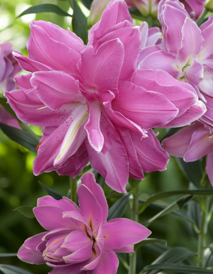 Лилия Лотус Уандер
Лилия Лотус Уандер