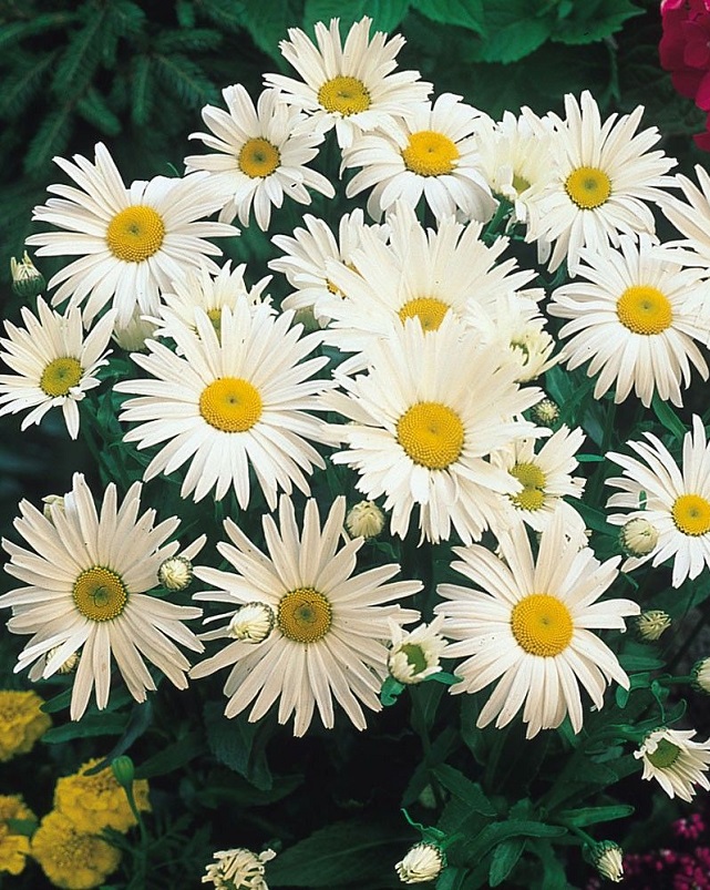 Хризантема Ариэль ASF 1 шт Р9
Хризантема Ариэль ASF 1 шт Р9