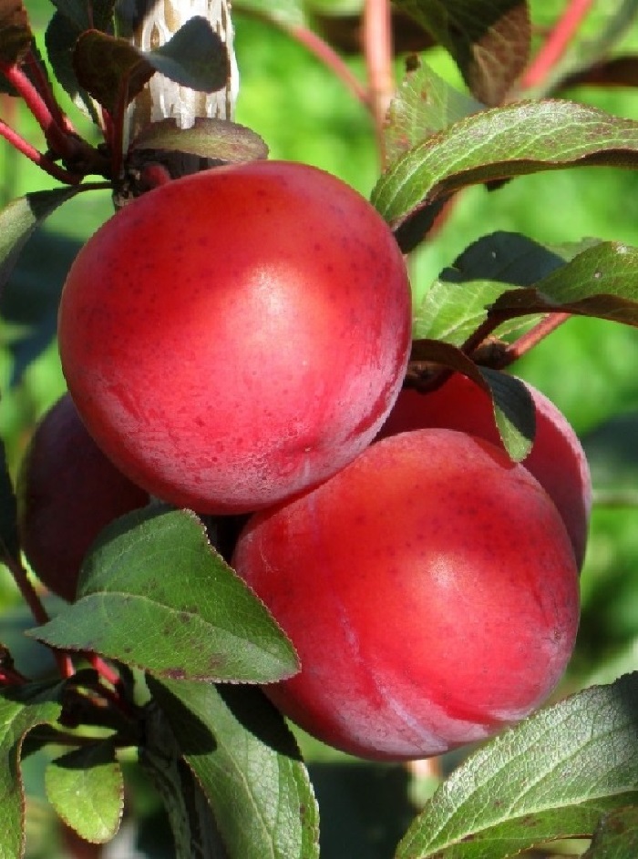 Алыча Дудука
Алыча Дудука