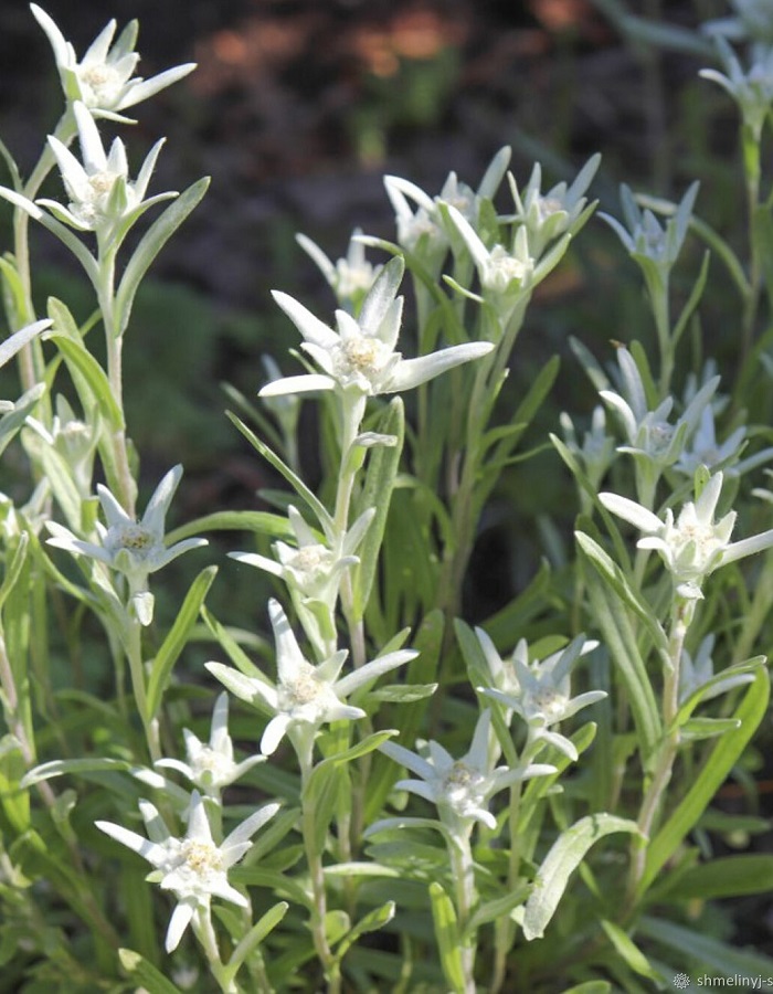 Эдельвейс альпийский 1 шт Р9
Эдельвейс альпийский 1 шт Р9