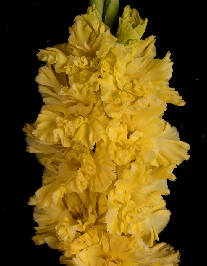 Гладиолус Одуванчик
Гладиолус Одуванчик