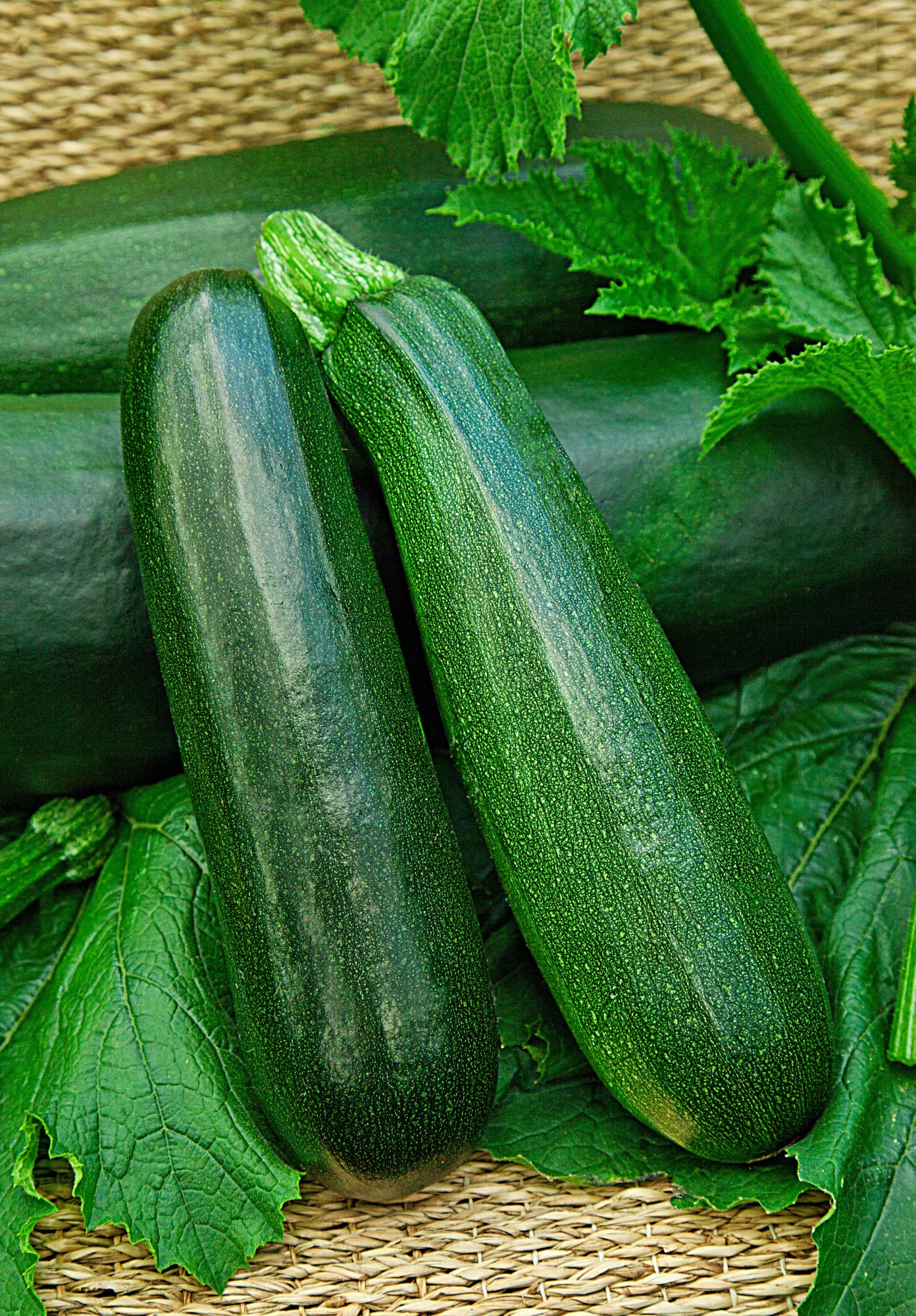 Кабачок Цукини Аэронавт 1 гр б.п
Кабачок Цукини Аэронавт 1 гр б.п