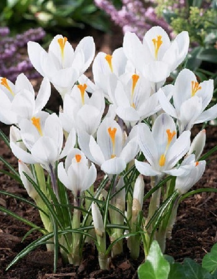 Крокус Жанна Д' Арк
Крокус Жанна Д' Арк