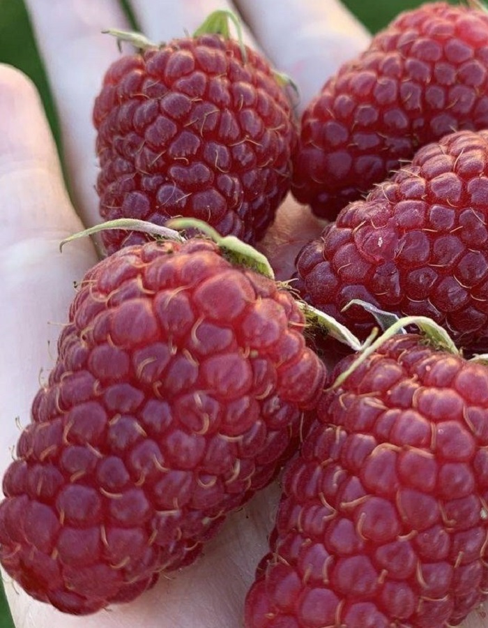 Малина Гигант Московский
Малина Гигант Московский