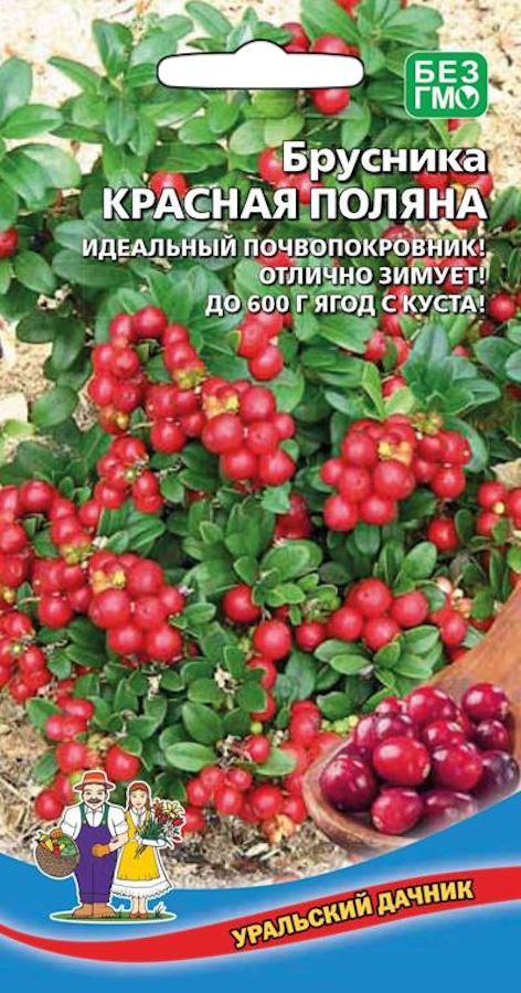 Брусника Красная Поляна (УД) 20 шт. цв.п.
Брусника Красная Поляна (УД) 20 шт. цв.п.