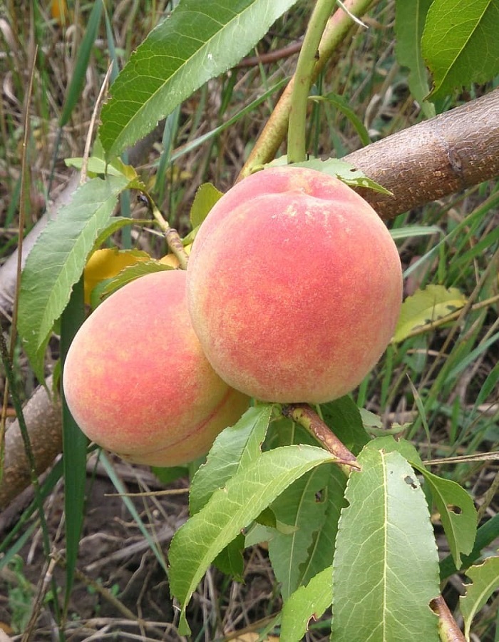 Персик Вайн Голд
Персик Вайн Голд
