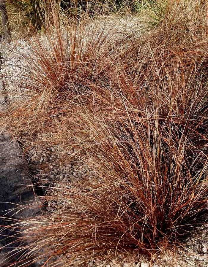 Осока Бьюкенена Ред Рустер Р9
Осока Бьюкенена Ред Рустер Р9