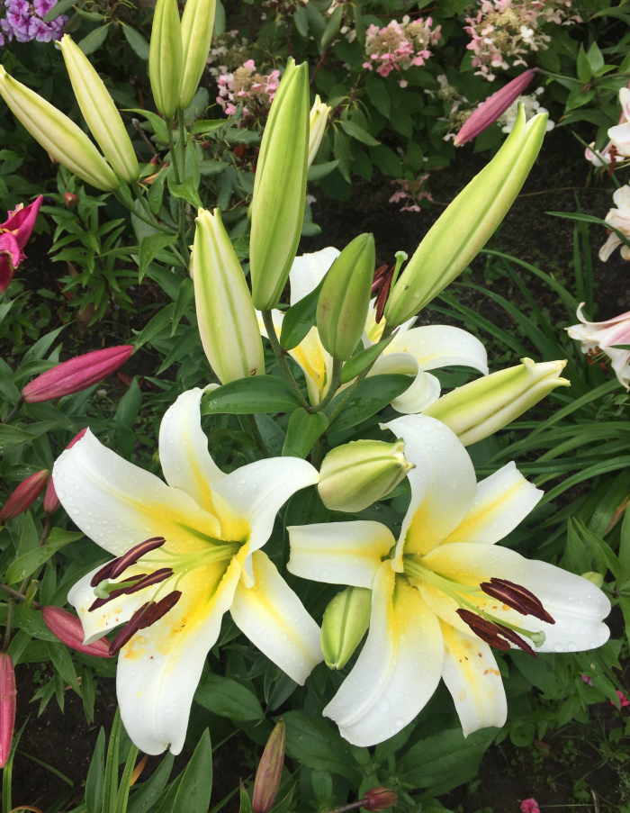 Лилия Будлайт 1 уп. (2 шт.)
Лилия Будлайт 1 уп. (2 шт.)