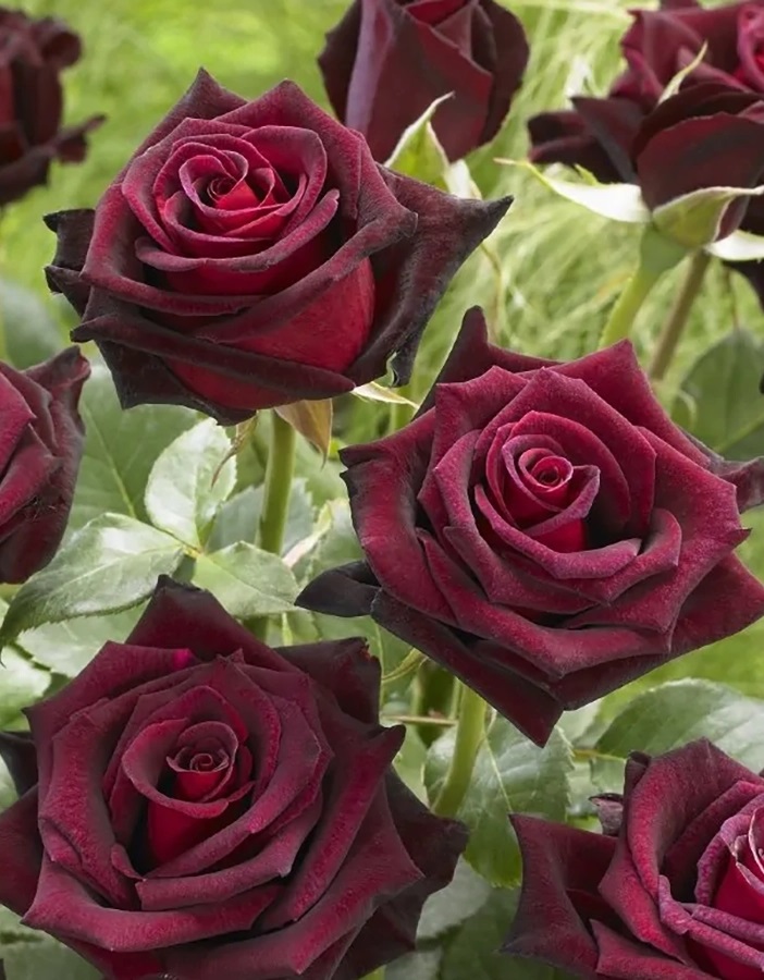 Роза чайно-гибридная Блэк Баккара 1шт
Роза чайно-гибридная Блэк Баккара 1шт