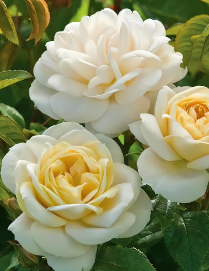 Роза кустовая Джей Пи Коннел 1 шт
Роза кустовая Джей Пи Коннел 1 шт