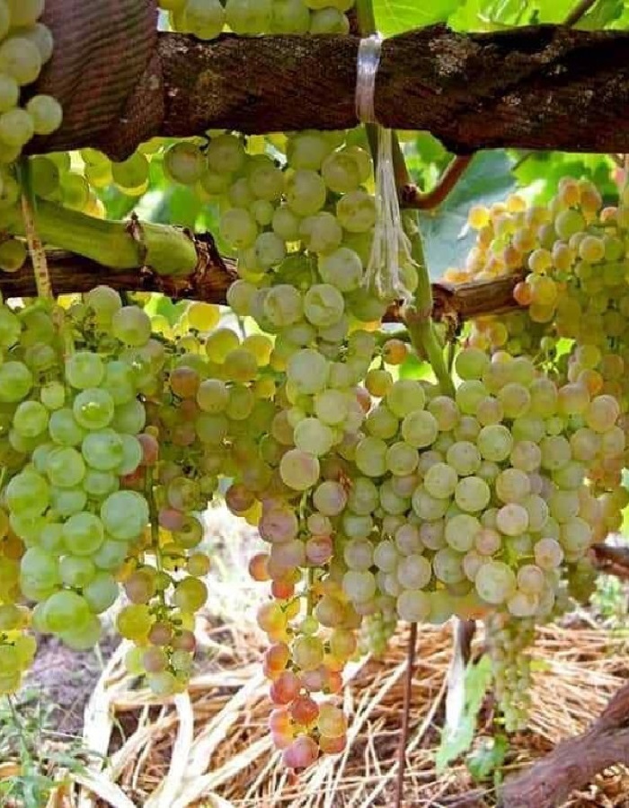 Виноград плодовый КМ Коринка русская 1 шт
Виноград плодовый КМ Коринка русская 1 шт