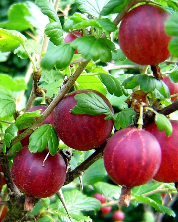 Крыжовник Консул
Крыжовник Консул