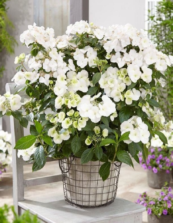 Гортензия ампельная Сбежавшая Невеста 1 шт Р9
Гортензия ампельная Сбежавшая Невеста 1 шт Р9