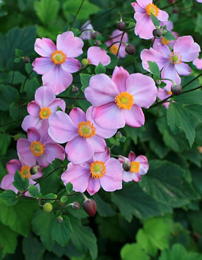 Анемона японская Шарм Сентября
Анемона японская Шарм Сентября