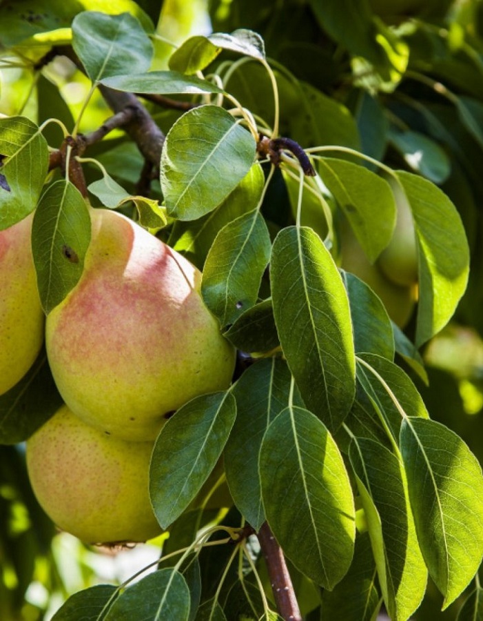 Груша Скороспелка из Мичуринска
Груша Скороспелка из Мичуринска