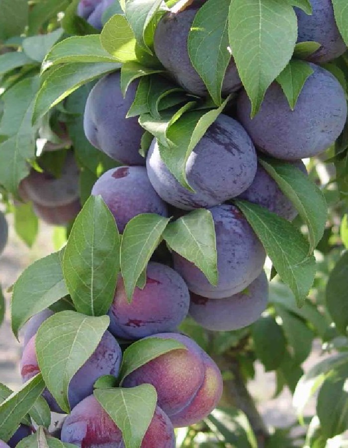 Слива Кубанская ранняя
Слива Кубанская ранняя