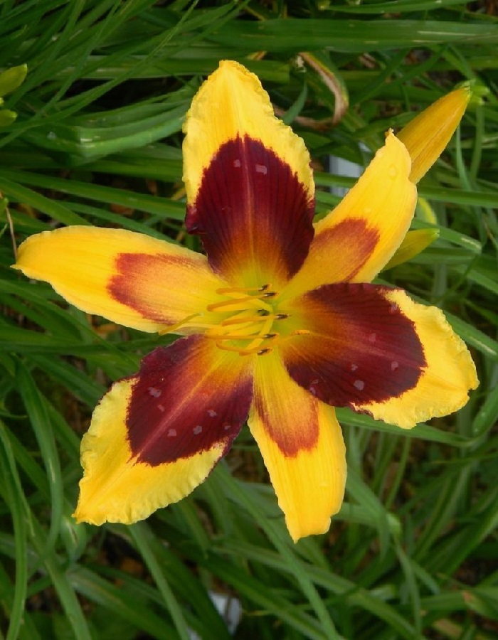 Лилейник Индиан Скай
Лилейник Индиан Скай