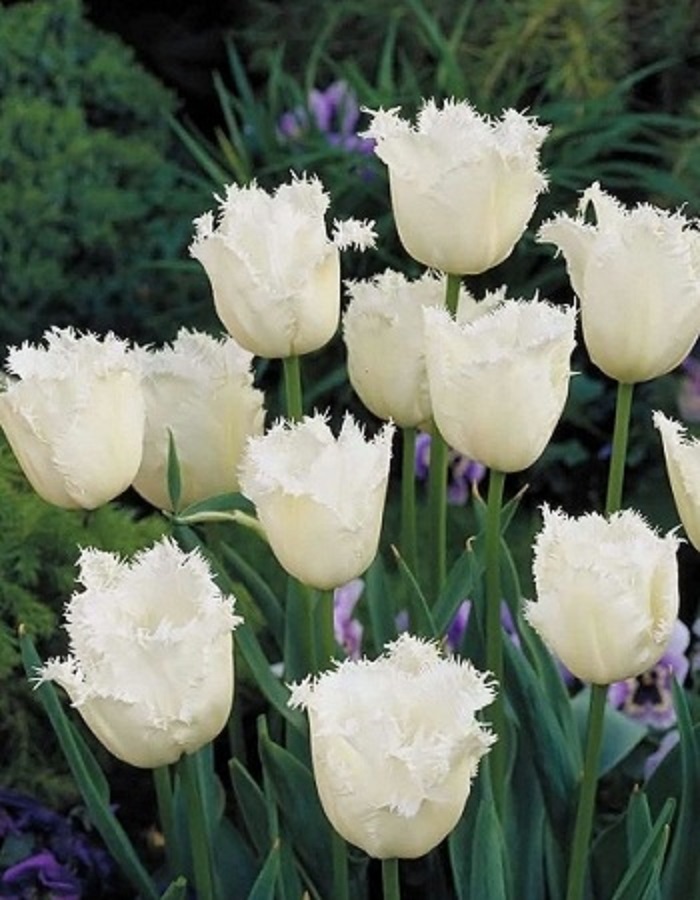 Тюльпан Ханимун
Тюльпан Ханимун