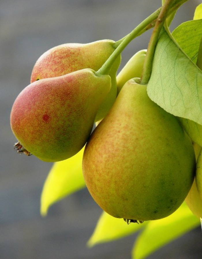 Груша Тонковетка Уральская
Груша Тонковетка Уральская