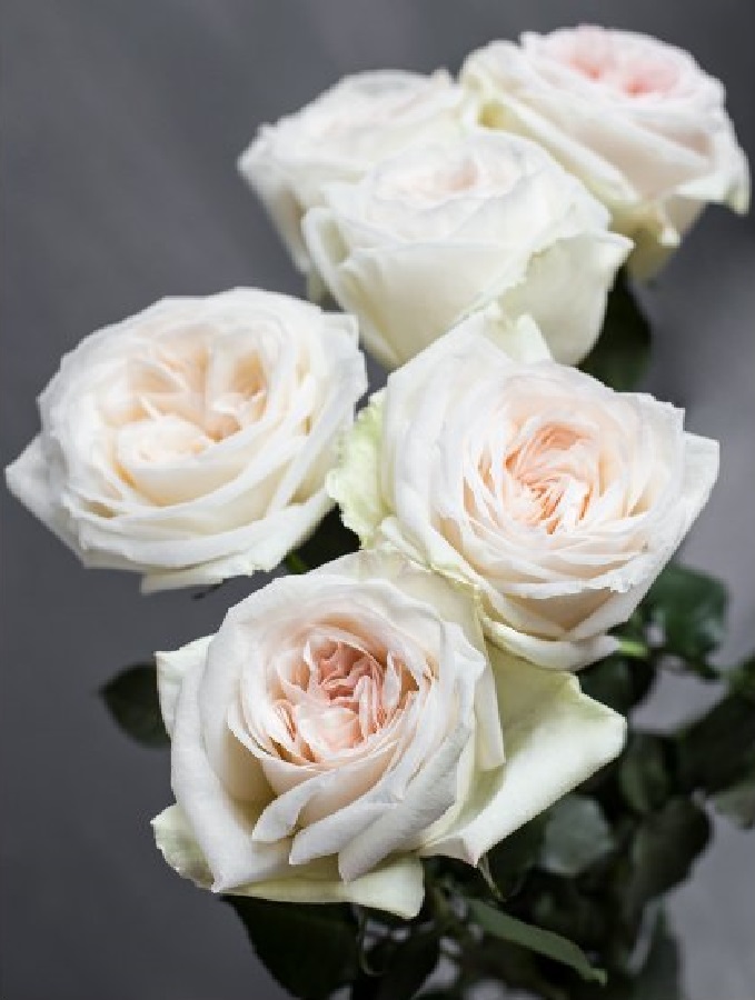 Роза чайно-гибридная Вайт о Хара
Роза чайно-гибридная Вайт о Хара