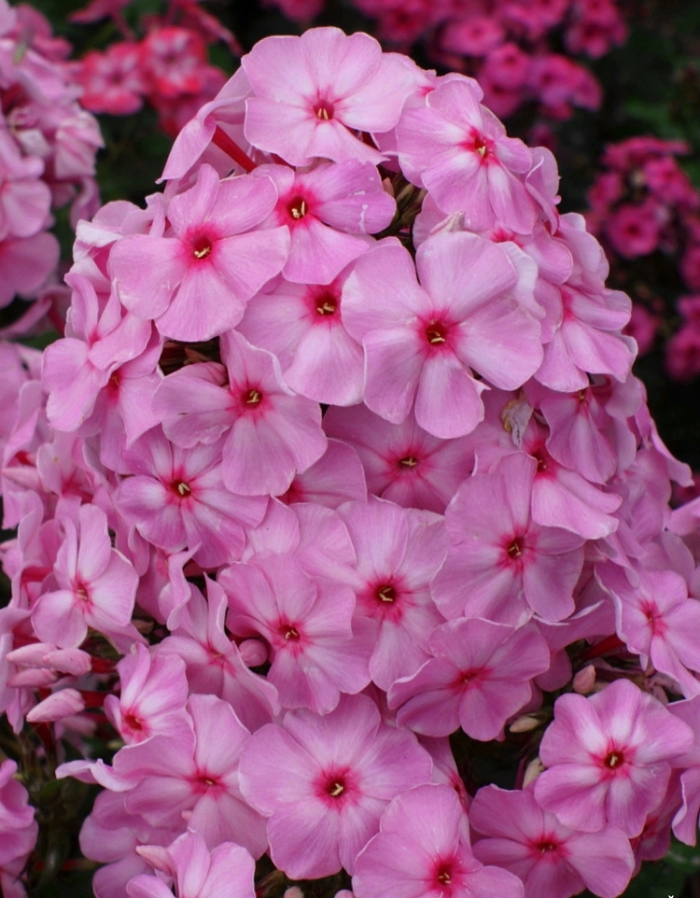 Флокс Бэбифейс
Флокс Бэбифейс