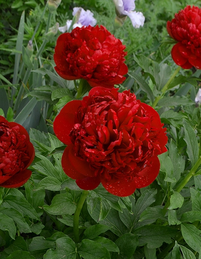 Пион травянистый Крисмас Вельвет 1 шт
Пион травянистый Крисмас Вельвет 1 шт