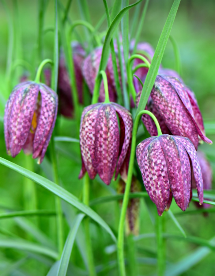 Фритиллярия Мелеагрис 5 шт.
Фритиллярия Мелеагрис 5 шт.