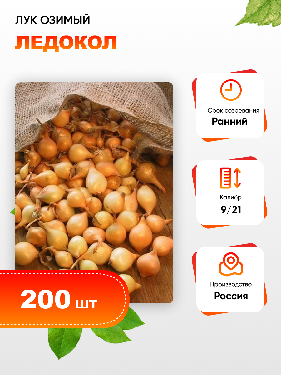 Лук озимый Ледокол (калибр 9/21) 200 шт
Лук озимый Ледокол (калибр 9/21) 200 шт