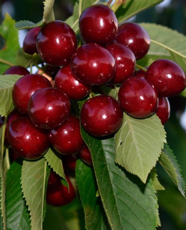 Черешня Россошанская 1 шт
Черешня Россошанская 1 шт