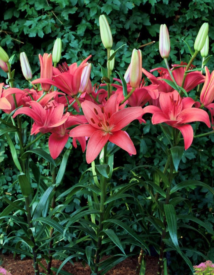 Лилия Силт
Лилия Силт