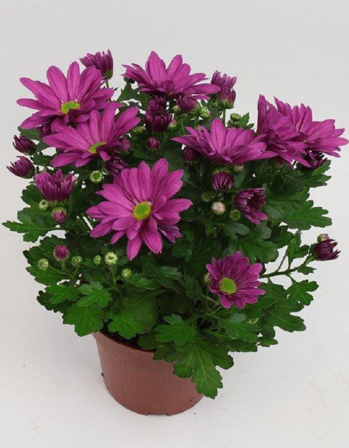 Хризантема Бриз Классик ASF 1 шт Р9
Хризантема Бриз Классик ASF 1 шт Р9