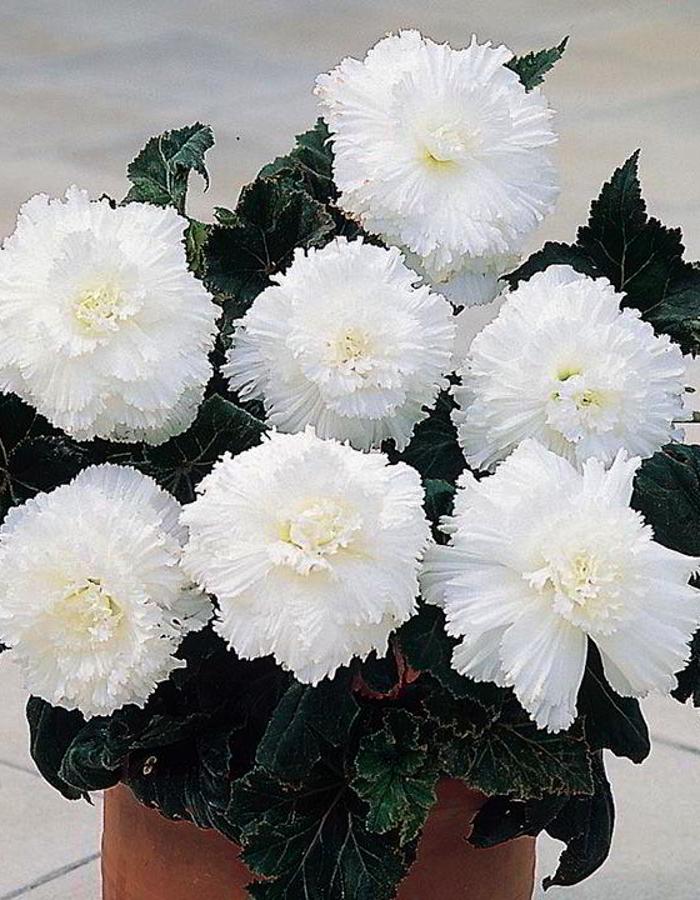 Бегония Бахромчатая Белая
Бегония Бахромчатая Белая