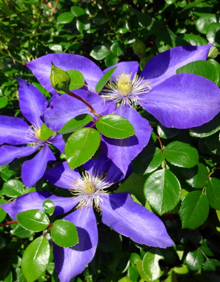 Клематис Даниэль Деронда
Клематис Даниэль Деронда